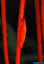 Image of Aclyvolva lanceolata (Ovulid)