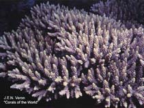 Image of Acropora latistella 