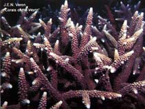 Image of Acropora nobilis 