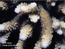 Image of Acropora ocellata 