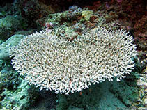 Image of Acropora paniculata (Fuzzy table coral)