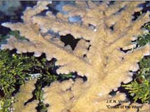 Image of Acropora pichoni 