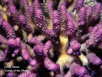 Image of Acropora millepora (Plate Acropora)