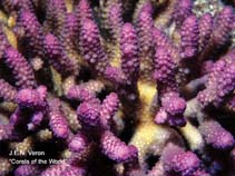 Image of Acropora prostrata 