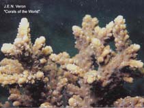 Image of Acropora pruinosa 