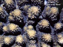 Image of Acropora retusa 