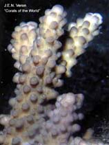 Image of Acropora rudis 