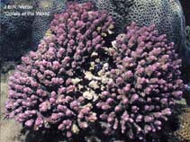 Image of Acropora gemmifera 