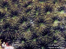 Image of Acanthastrea subechinata 