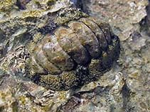 Image of Acanthopleura vaillantii 