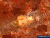 Image of Primovula fulguris 