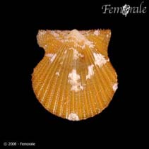 Image of Aequipecten acanthodes (Prickly scallop)