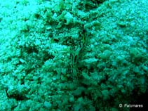 Image of Aegires villosus (Shaggy Aegires)