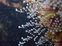 Image of Aglaophenia pluma (Podded hydroid)