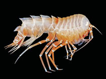 Image of Alexandrella schellenbergi 