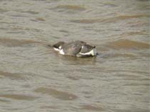 Image of Alca torda (Razorbill)