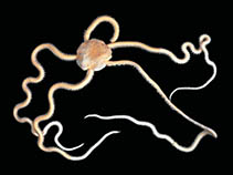 Image of Amphioplus peregrinator 