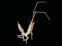 Image of Antarcturus furcatus 