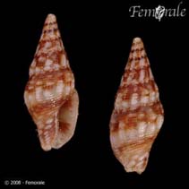 Image of Anachis hotessieriana (Hotessier\