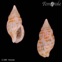 Image of Anachis lafresnayi (Well-ribbed dove snail)