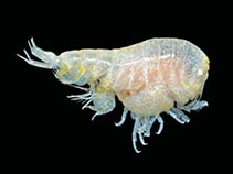 Image of Andaniotes linearis 