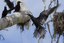 Image of Anous minutus (Black noddy)