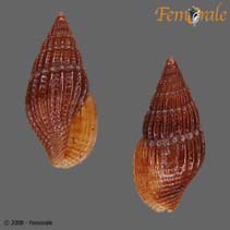 Image of Parvanachis nigricans 