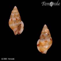Image of Anachis obesa 