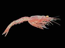 Image of Antarctomysis ohlini 