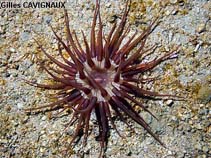 Image of Andresia partenopea 