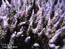 Image of Anacropora pillai 