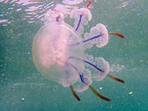 Image of Anomalorhiza shawi 