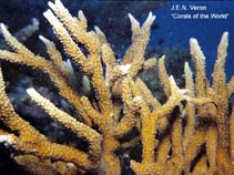 Image of Anacropora spumosa 