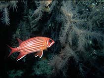 Image of Antipathella subpinnata (Black coral)