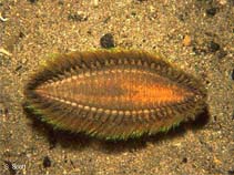 Image of Aphrodita aculeata (Sea mouse)