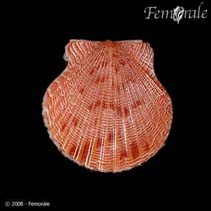 Image of Argopecten irradians (Atlantic Bay scallop)