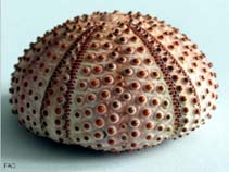 Image of Arbacia lixula (Black sea urchin)