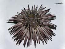 Image of Arbacia punctulata (Purple-spined sea urchin)