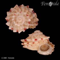 Image of Arene tricarinata (Gem cyclostreme)
