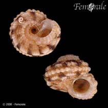 Image of Arene venusta 