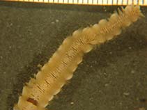 Image of Arctonoe vittata (Red-banded commensal scaleworm)
