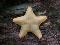 Image of Asterina gibbosa (Cushion starfish)