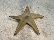 Image of Astropecten jonstoni (Jonston\