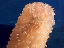 Image of Ascidia paratropa (Glassy tunicate)