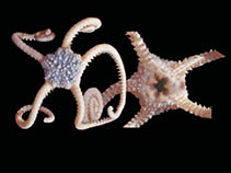 Image of Astrohamma tuberculatum 