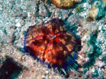 Image of Asthenosoma varium (Fire urchin)