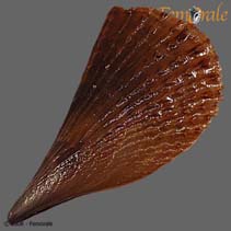 Image of Atrina rigida (Stiff pen shell)