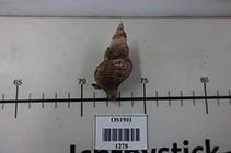 Image of Aulacofusus brevicauda (Thick-ribbed whelk)