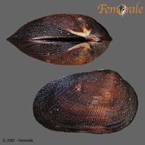 Image of Barbatia fusca (Almond ark)