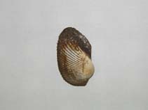 Image of Barbatia foliata (Decussate ark)